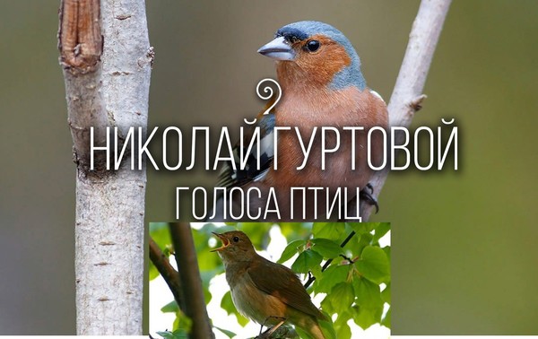 Аудиопособие по голосам птиц Средней полосы России